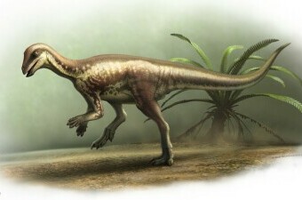 Enigmacursor mollyborthwickae