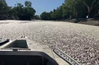 Pomor ribe u Australiji