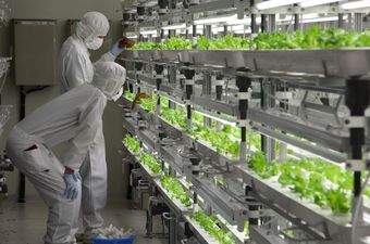 Fujitsu pokrenuo prodaju tvornički uzgojene salate