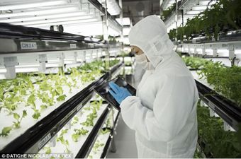 Toshiba u specijalnim tvornicama uzgaja salate bez potrebe za suncem ili zemljom