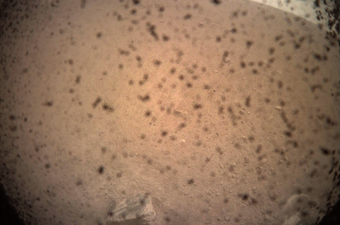 Prva InSightova fotografija s Marsa (Foto: NASA/JPL-Caltech)
