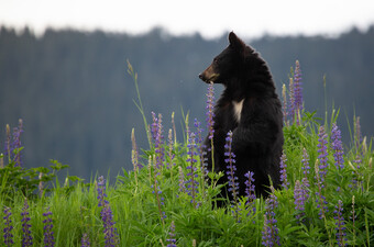 Medvjed, ilustracija