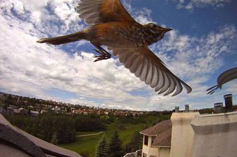 GoPro kamera omogućuje vam da vidite svijet životinjskim očima