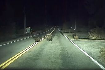 Medvjed na cesti