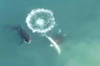 Kitovi ubojice u napadu na veliku bijelu psinu