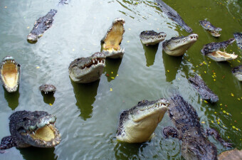 Mnoštvo krokodila