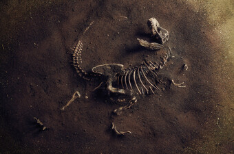 Kostur dinosaura, ilustracija
