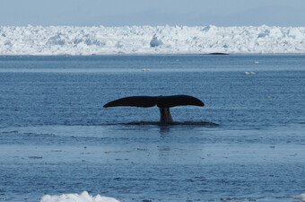 Grenlandski kit zaranja