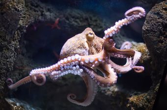 Hobotnica (Foto: Getty)