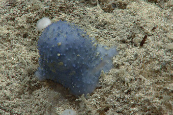 Nepoznati plavi organizam na dnu karipskog mora