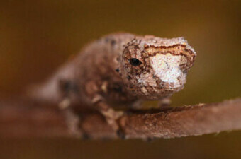 Brookesia nofy