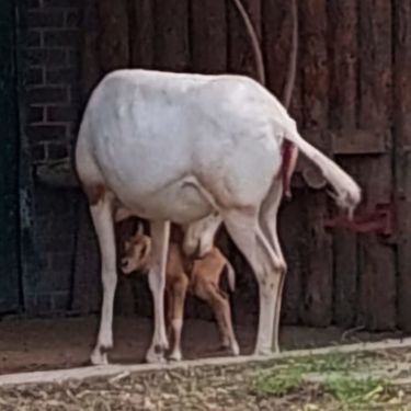 U Zoološkom vrtu Grada Zagreba na svijet je došlo žensko mladunče sabljorogog oriksa - 3