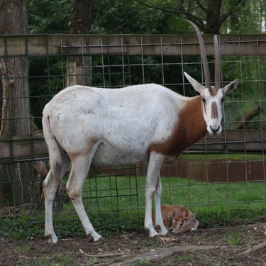 U Zoološkom vrtu Grada Zagreba na svijet je došlo žensko mladunče sabljorogog oriksa - 4
