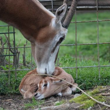 U Zoološkom vrtu Grada Zagreba na svijet je došlo žensko mladunče sabljorogog oriksa - 5