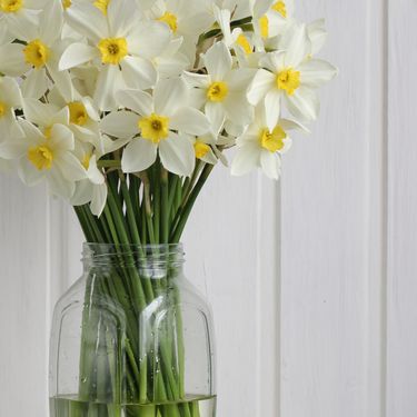 Narcise, cvijeće u vazi