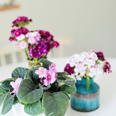 Afričke ljubičice lijepo izgledaju u kombinaciji s drugim cvijećem