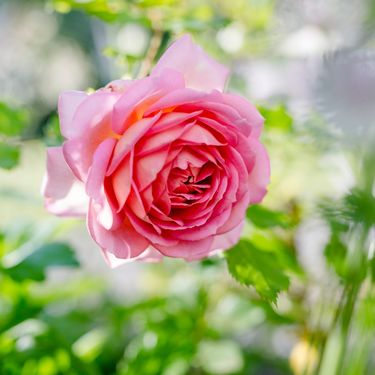 Junliee Celebration ruža