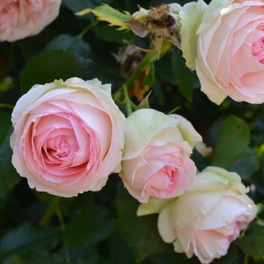 Madame A. Meilland ruža