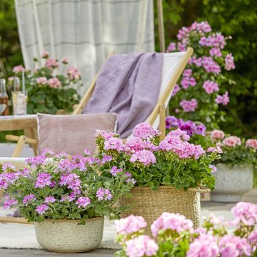 Pelargonije su godinama najpopularnije cvjetnice za gredice i balkone - 2