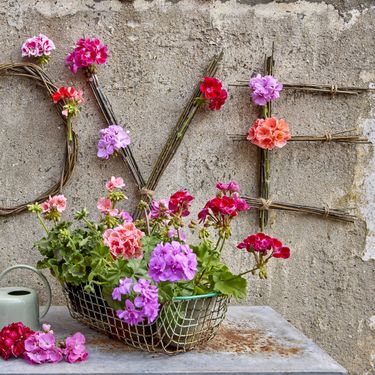 Pelargonije su godinama najpopularnije cvjetnice za gredice i balkone - 3