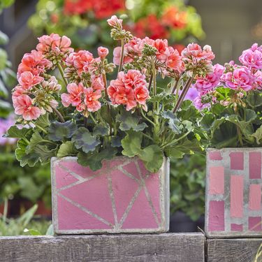 Pelargonije su godinama najpopularnije cvjetnice za gredice i balkone - 8