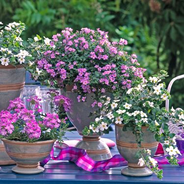 Bakopa će se divno uklopiti s ostalim cvijećem