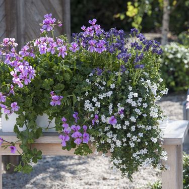 Bakopa se divno uklapa s ostalim cvijećem