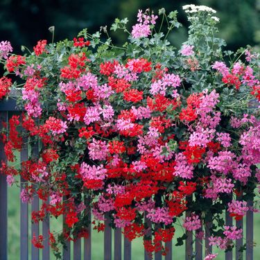 Viseća pelargonija