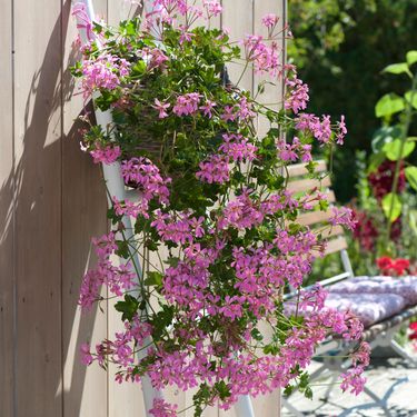 Viseća pelargonija