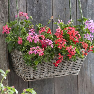 Viseća pelargonija