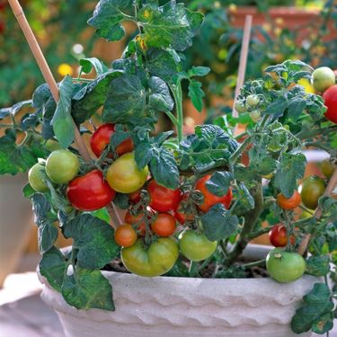 Rajčice mogu biti zvijezda vašeg balkona ili terase