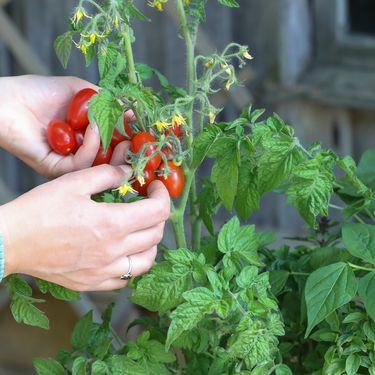 Nema boljeg osjećaja od branja plodova koje smo sami uzgojili
