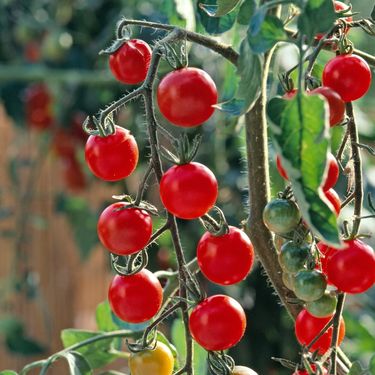 Manje sorte savršene su za balkone