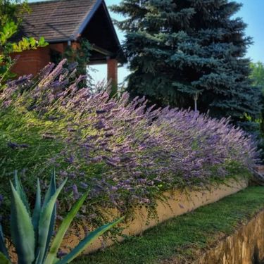 Dvorište Marine Matijašević jedno je od najljepših u Đakovu - 15