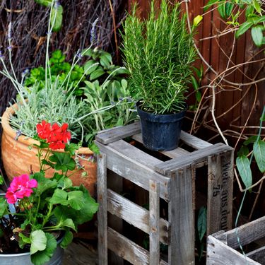 Začinsko i ljekovito bilje zamirisat će vaš balkon