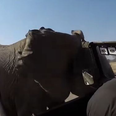 Bliski susret sa slonom