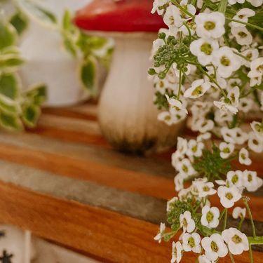 Maleni balkon Tanje iz Novog Sada