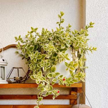 Maleni balkon Tanje iz Novog Sada