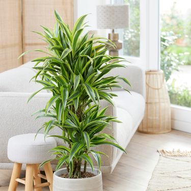 Dracena - 2