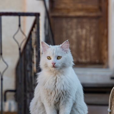 Turska angora mačka