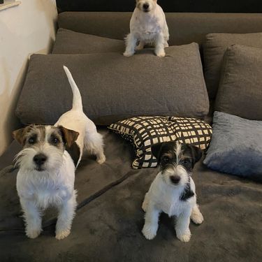 Nenad Bižić iz Velike Gorice stručnjak je za pasminu jack russell terijer - 1