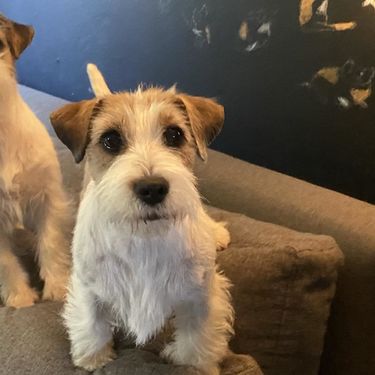 Nenad Bižić iz Velike Gorice stručnjak je za pasminu jack russell terijer - 12