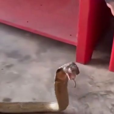 Velika kobra