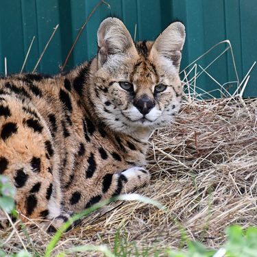 Afrička mačka serval i vuk i vučica novi su stanovnici azila za životinje u Ruščici - 1