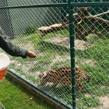 Afrička mačka serval i vuk i vučica novi su stanovnici azila za životinje u Ruščici - 6