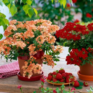 Verbena je prava nezahtjevna ljepotica