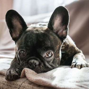 Slatki francuski buldog