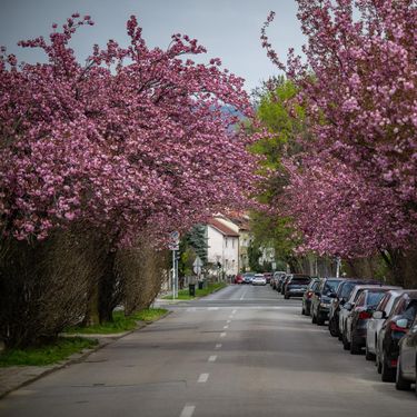 Cvat japanske trešnje u ulici Bogoslava Šuleka u Zagrebu - 7