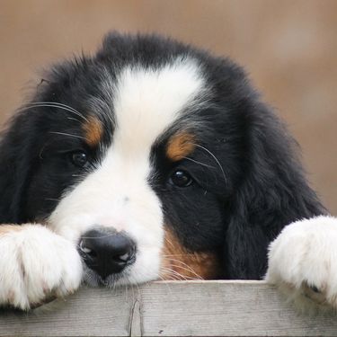 Bernski planinski pas