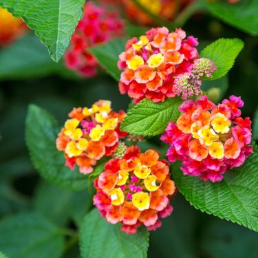 Lantana